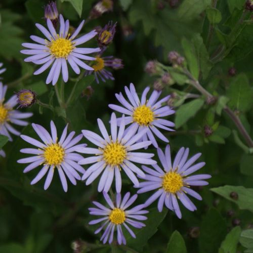 Asters ASRAN
