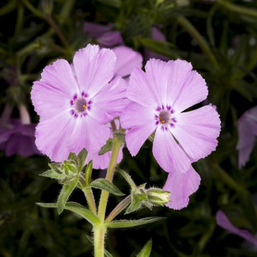 Kissen-Phlox Trot Pink