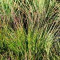 Trawa KOSTRZEWA FESTUCA WALBERLA