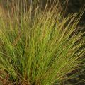 Trawa KOSTRZEWA FESTUCA WALBERLA