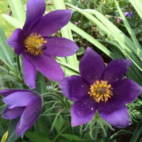 Küchenschelle  PULSAR VIOLET SHADES