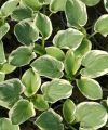 Funkia - HOSTA SNOW CAP