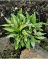 Funkia - HOSTA TENNY WENNY BIKINI