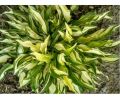 Funkia - HOSTA TENNY WENNY BIKINI