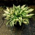 Funkia - HOSTA TENNY WENNY BIKINI