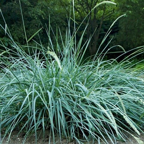 Sand-Schwadenhafer