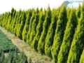 Thuja JANED GOLD - żółty Szmaragd