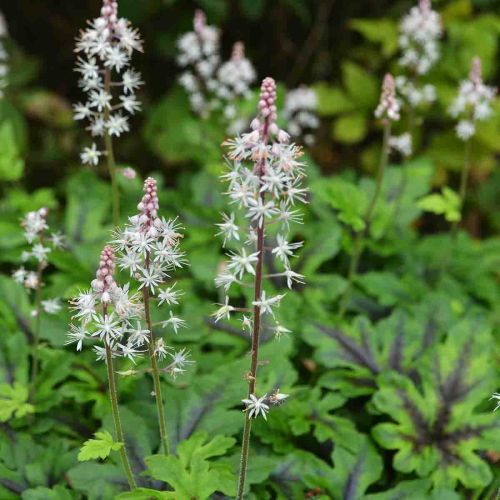 Schaumblüte IRON BUTERFLY