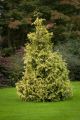 Thuja IRISH GOLD