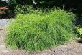 THUJA ŻYWOTNIK OLBRZYMI WHIPCORD