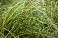THUJA ŻYWOTNIK OLBRZYMI WHIPCORD