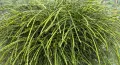 THUJA ŻYWOTNIK OLBRZYMI WHIPCORD