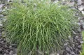 THUJA ŻYWOTNIK OLBRZYMI WHIPCORD