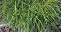 THUJA ŻYWOTNIK OLBRZYMI WHIPCORD