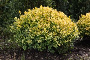 Buchsbaum AUREOVARIEGATA