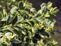 Bukszpan wieczniezielony 'Aureovariegata'