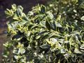 Bukszpan wieczniezielony 'Aureovariegata'