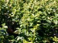 Trzmielina SUNSPOT