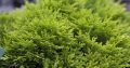 Thuja MIRJAM