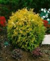 Thuja MIRJAM