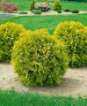 Thuja MIRJAM