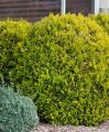 Thuja MIRJAM