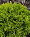 Thuja MIRJAM