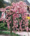 Wiśnia Japońska KIKU SHIDARE ZAKURA