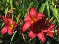 Liliowiec Ogrodowy TORRID