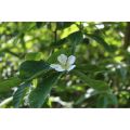 Nieszpułka jadalna