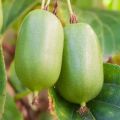 Mini Kiwi Jumbo