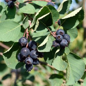 Amelanchier MARTIN