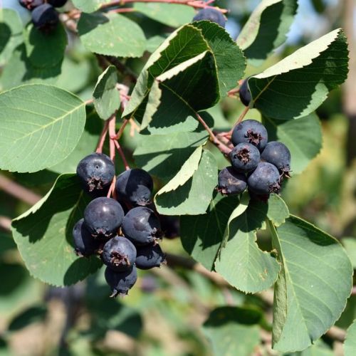 Amelanchier MARTIN