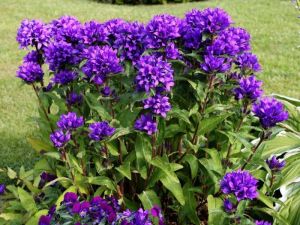 Knoten-Glockenblume ACAULIS