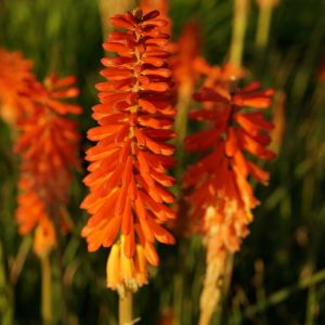 Kugeldistel ROJO