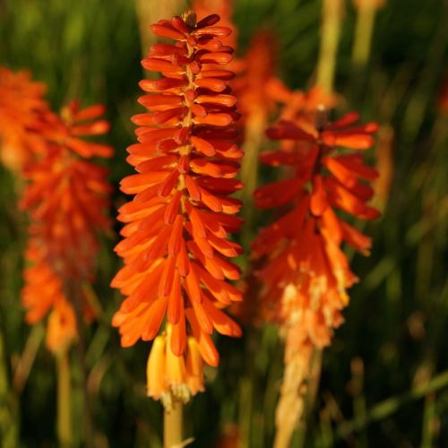 Kugeldistel ROJO