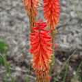 Trytoma groniasta ROJO