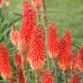 Trytoma groniasta ROJO