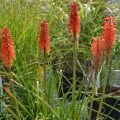 Trytoma groniasta ROJO