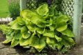 Funkia - Hosta SUM & SUBSTANCE