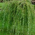 Wierzba INTEGRA - Pendula