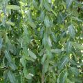 Wierzba INTEGRA - Pendula