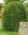 Wierzba INTEGRA - Pendula