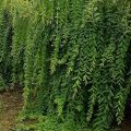 Wierzba INTEGRA - Pendula
