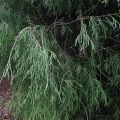 Thuja FILIFORMIS