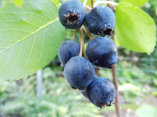 Olivenblättrigen Amelanchier