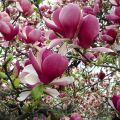 Magnolia LOMBARDY ROSE