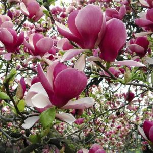 Magnolia LOMBARDY ROSE