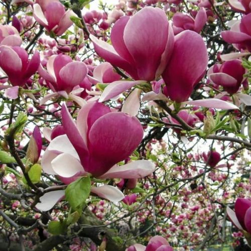 Magnolia LOMBARDY ROSE