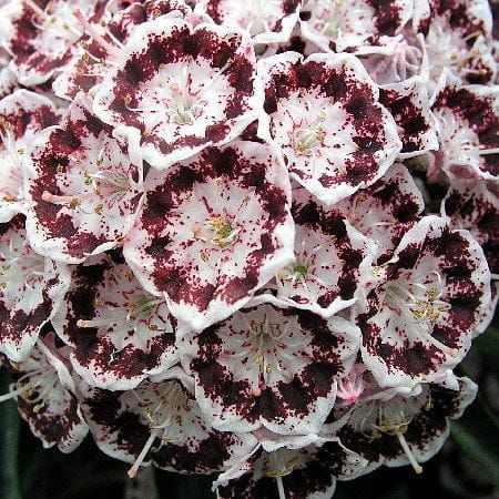 Kalmia latifolia NANI